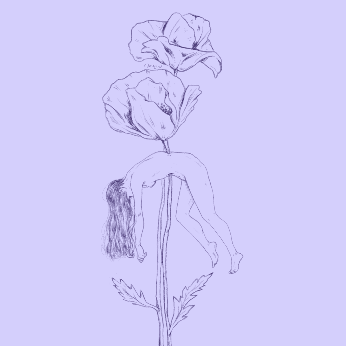 A pencil study of a figure draped backwards over the stem of two poppies
